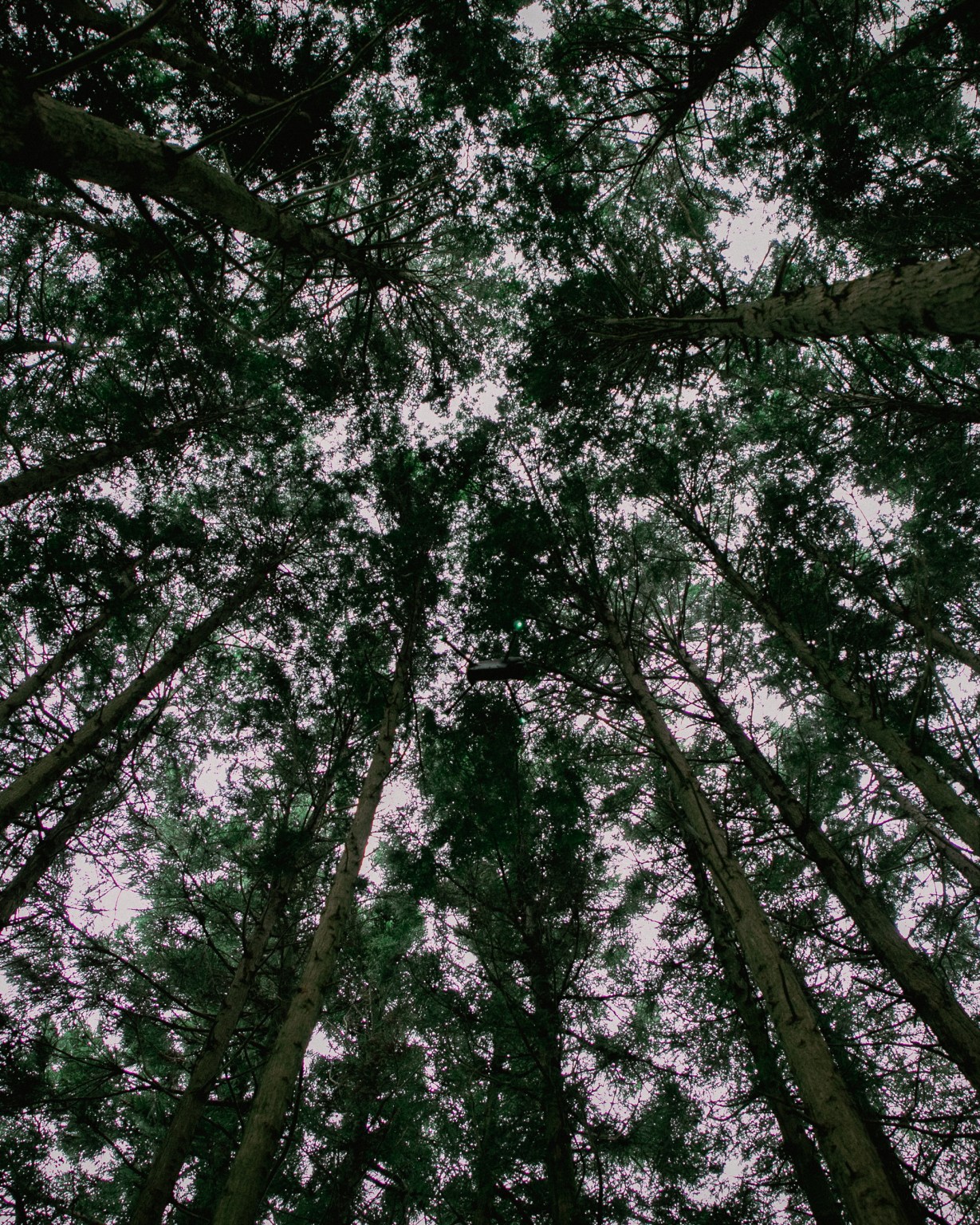 24 Beacon Light Potential 9